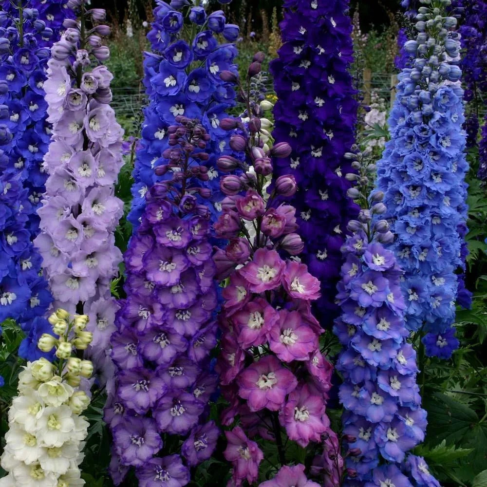 50 Dark Mix Delphinium Garden Flower Flowers Perennial Seeds | www.seedsplantworld.com