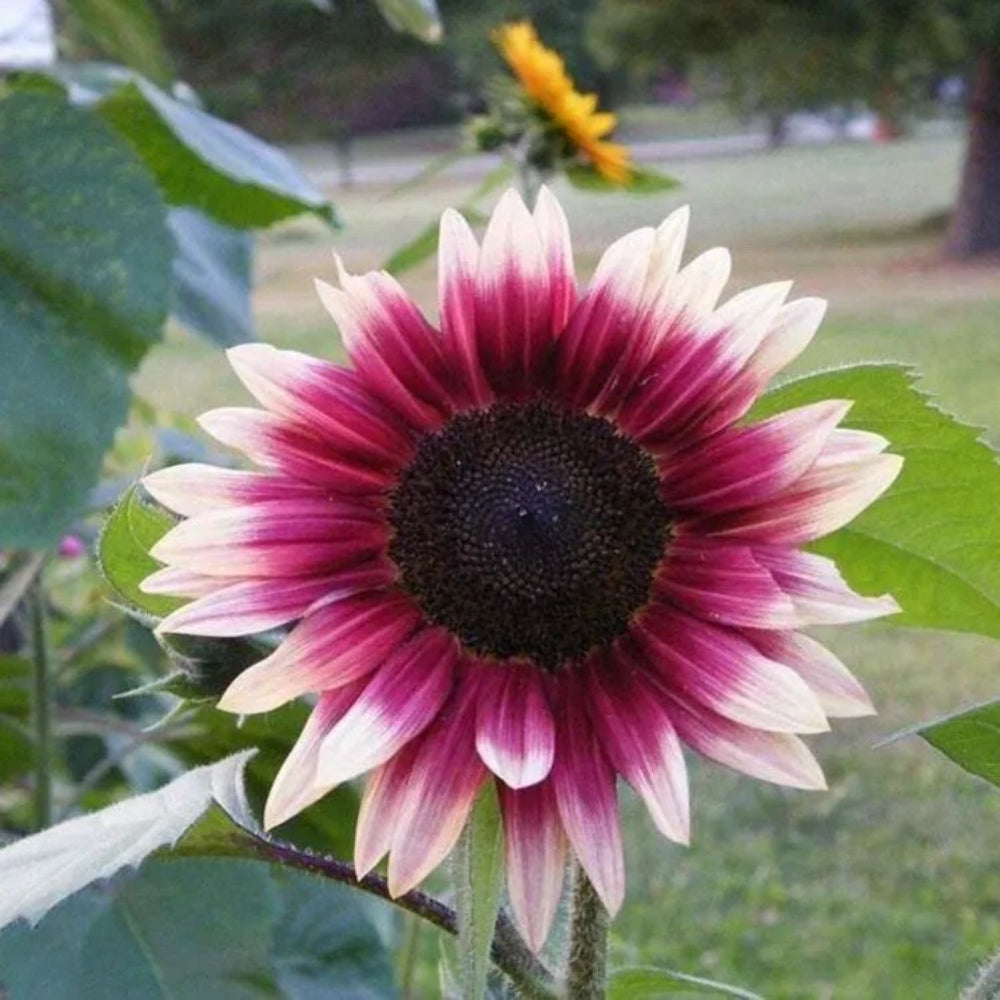 25 Cherry Rose Sunflower Flowers Flower Sun Bloom Perennial Seeds | www.seedsplantworld.com