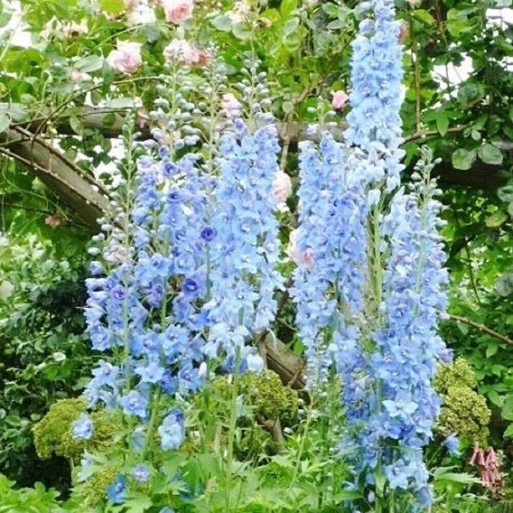 50 Black Knight Delphinium Garden Flower Bloom Flowers Perennial Seeds | www.seedsplantworld.com