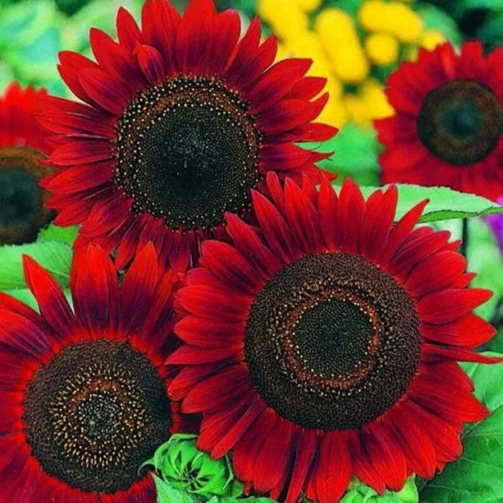 25 Red Sunflower Flowers Flower Blooms Sun Bloom Perennial Seeds | www.seedsplantworld.com