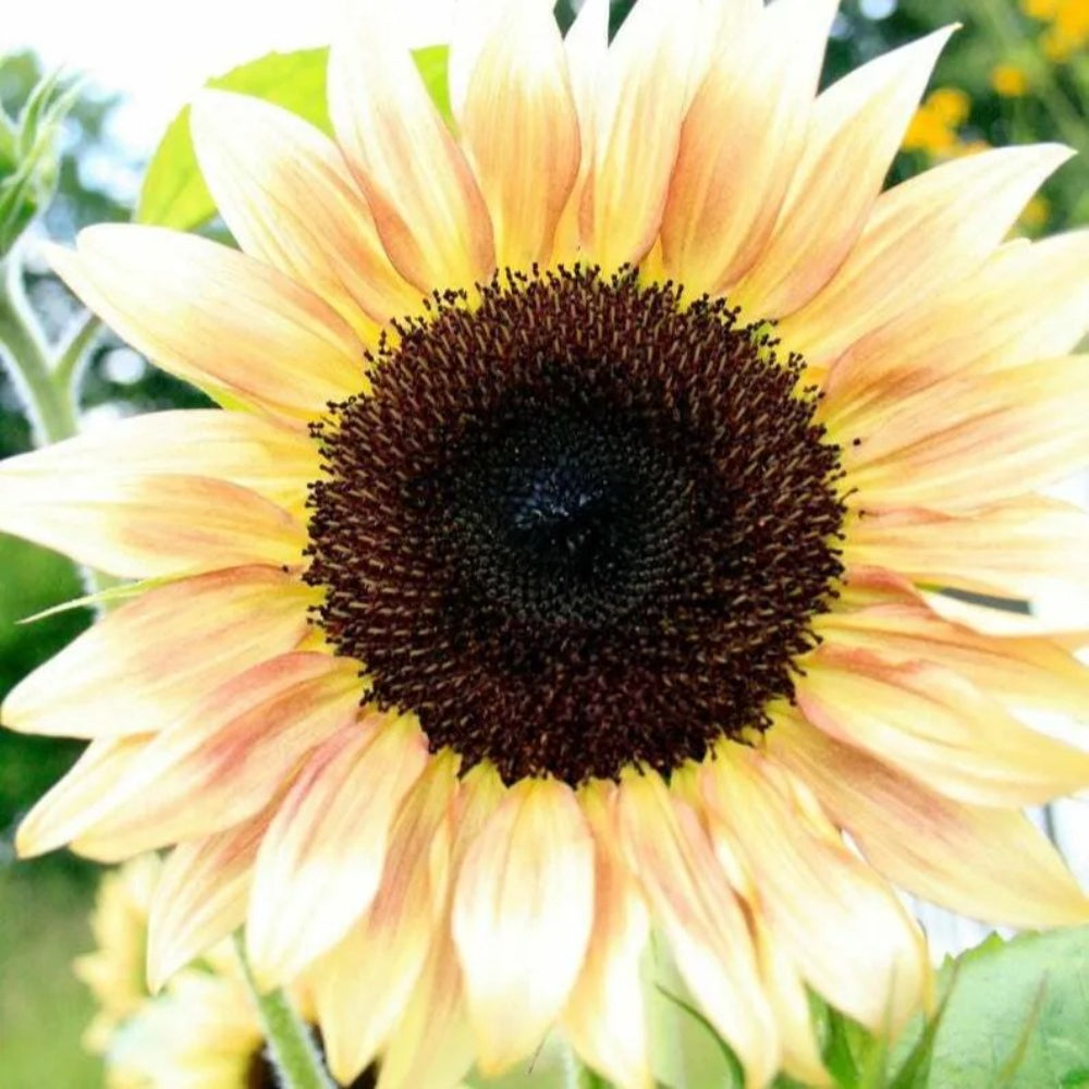 25 Peach Passion Sunflower Flowers Flower Sun Bloom Perennial Seeds | www.seedsplantworld.com