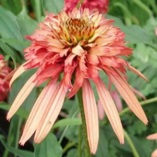 50 Double Salmon Coneflower Flower Flowers Perennial Seeds | www.seedsplantworld.com