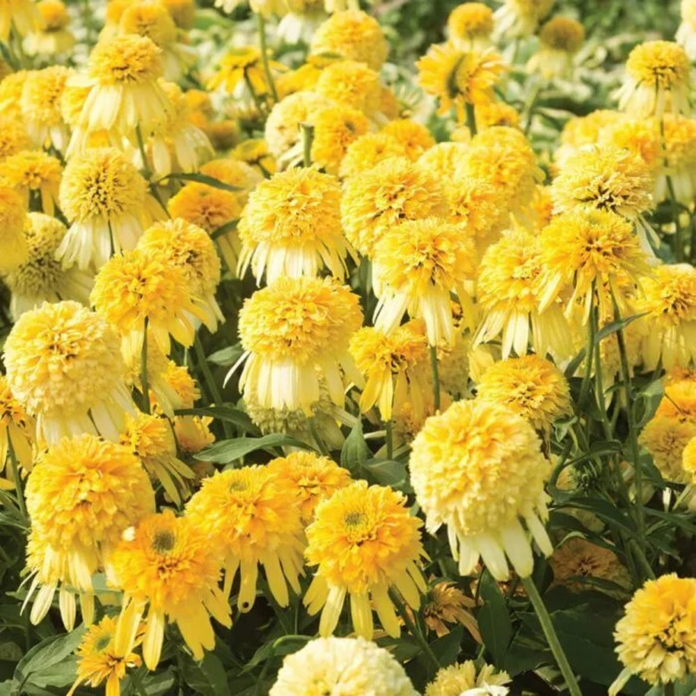 50 Double Yellow Coneflower Flower Flowers Perennial Seeds | www.seedsplantworld.com