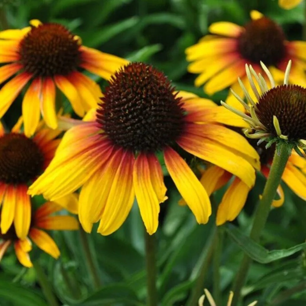 50 Yellow Orange Coneflower Flower Flowers Perennial Seeds | www.seedsplantworld.com