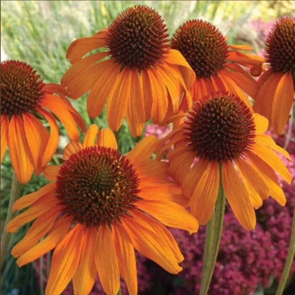 50 Bright Orange Coneflower Flower Flowers Perennial Seeds | www.seedsplantworld.com