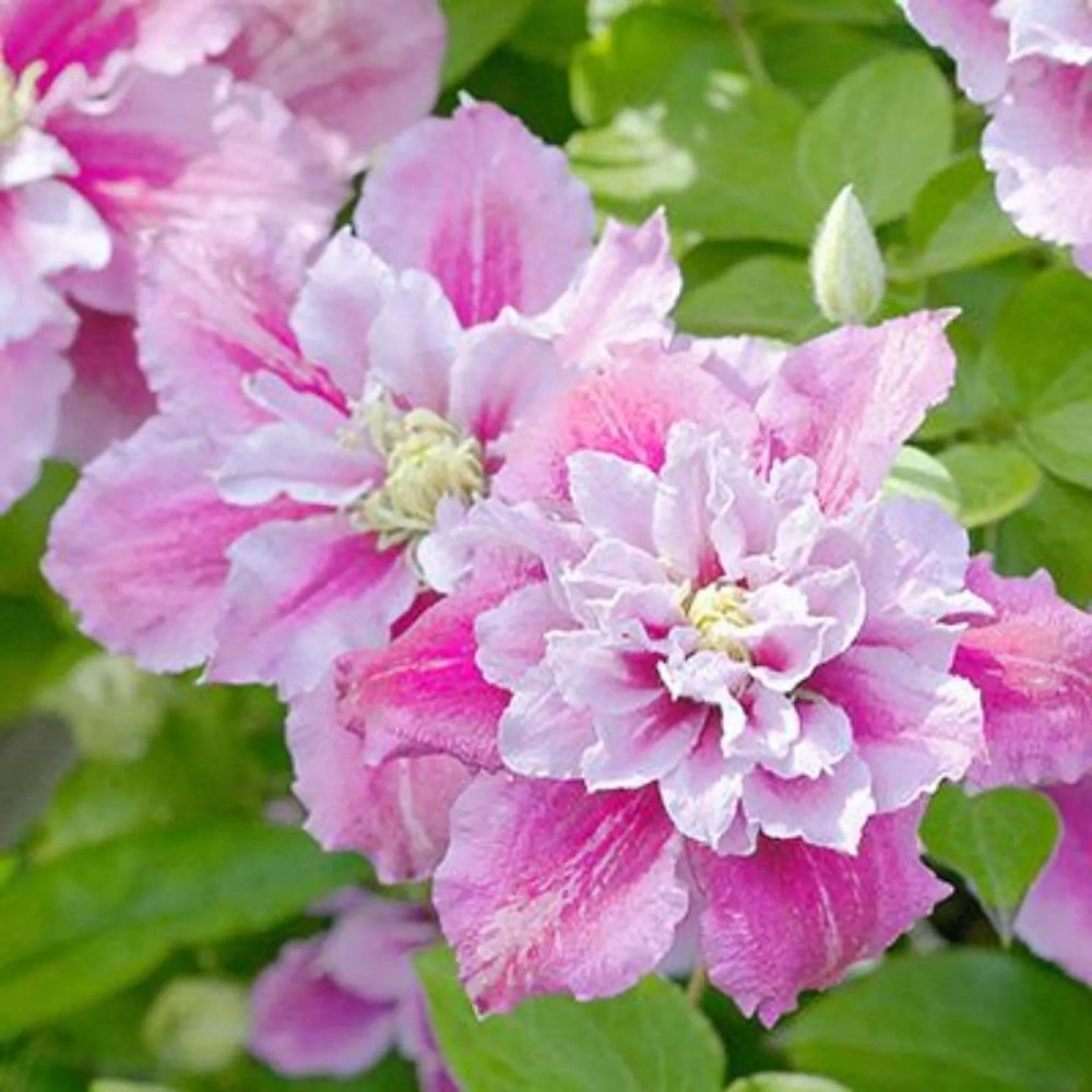 25 Double Pink White Clematis Flowers Flower Perennial Seeds | www.seedsplantworld.com