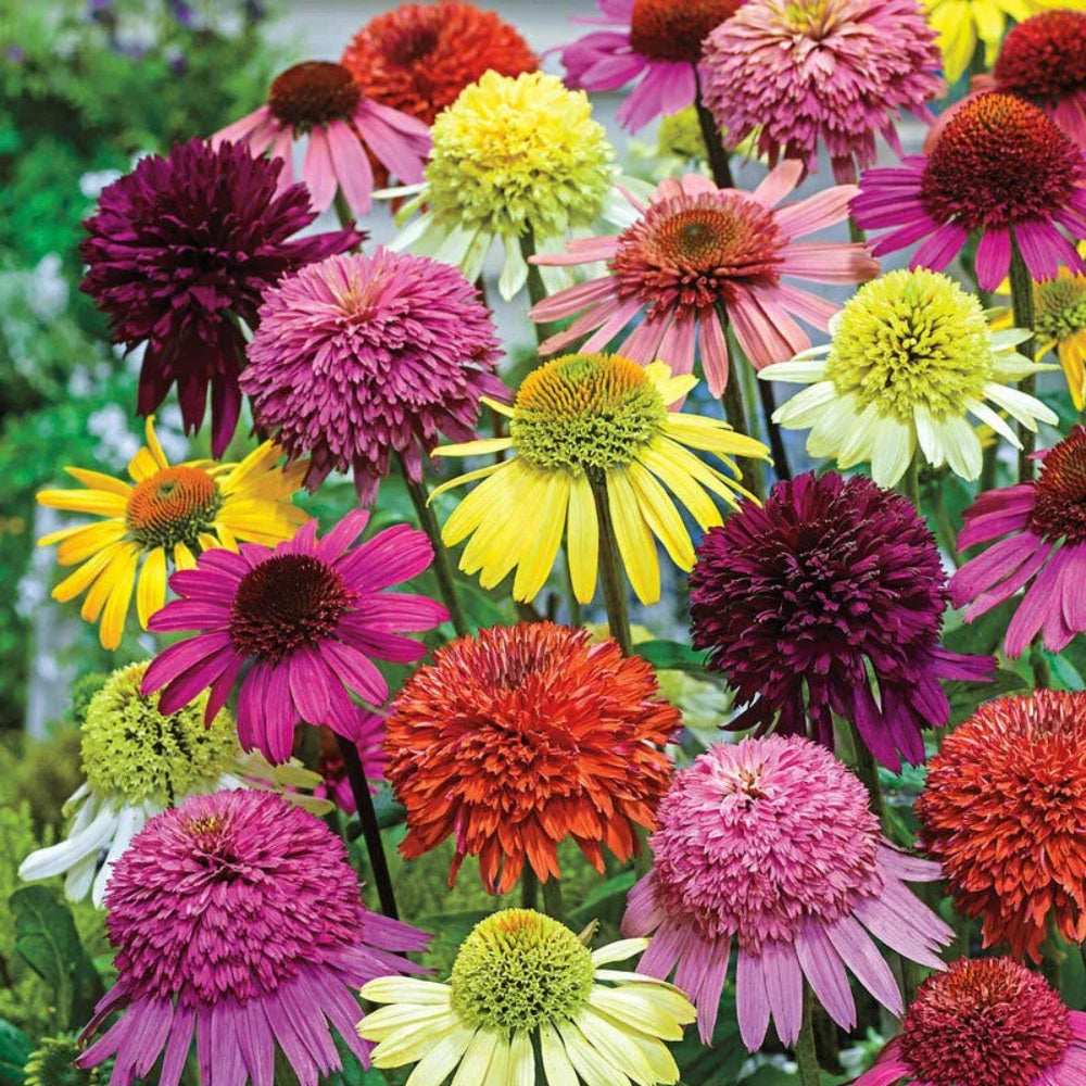 50 Double Mix Coneflower Echinacea Flower Flowers Perennial Seeds | www.seedsplantworld.com