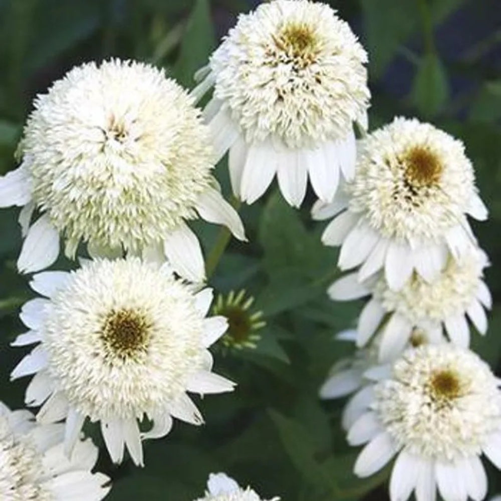 50 Double White Coneflower Echinacea Flower Flowers Perennial Seeds | www.seedsplantworld.com