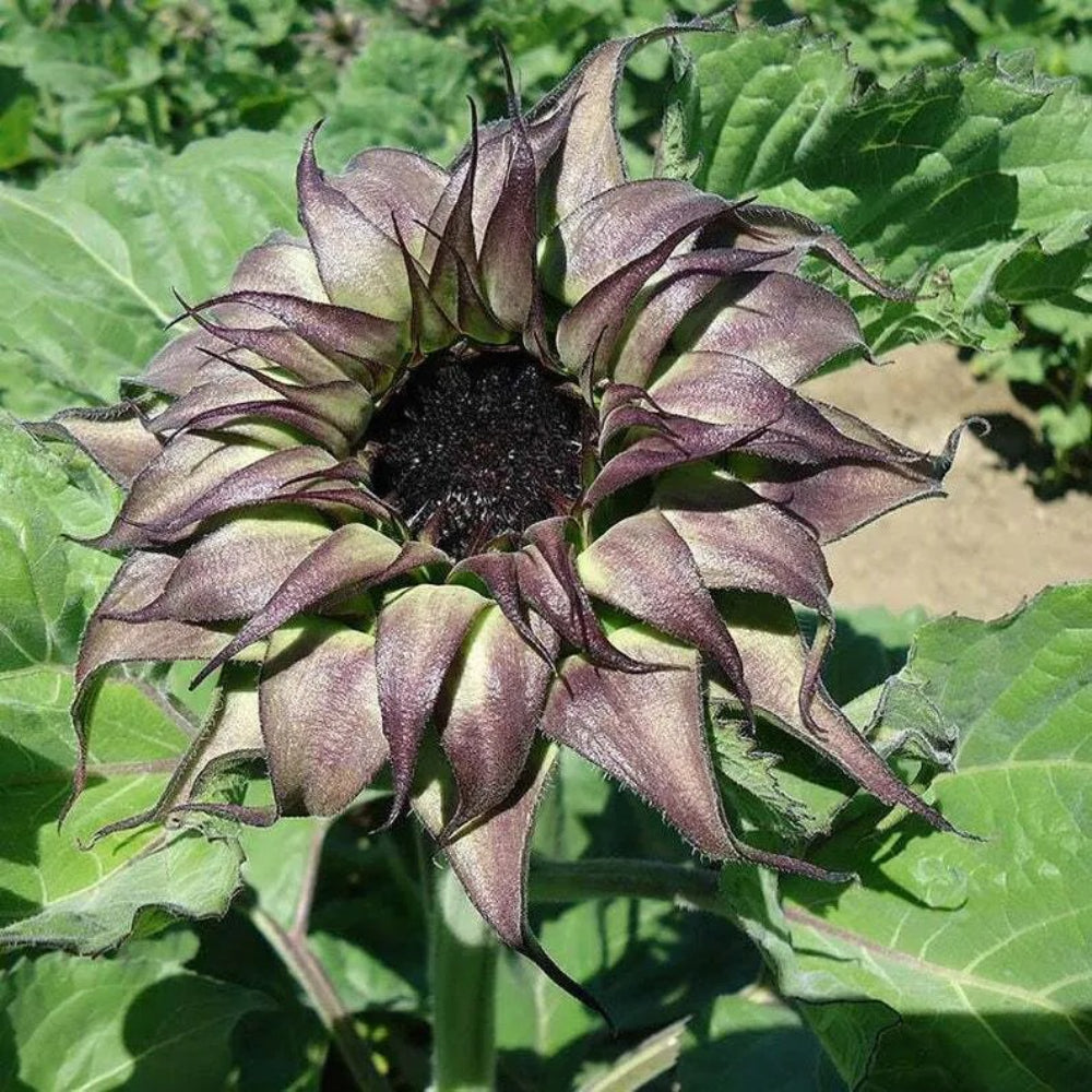 25 Purple Sunflower Flowers Blooms Flower Bloom Perennial Seeds | www.seedsplantworld.com