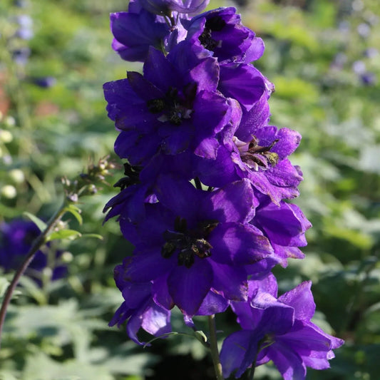 50 Blue Bell Delphinium Garden Flower Bloom Flowers Perennial Seeds | www.seedsplantworld.com