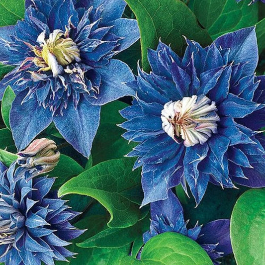 25 Double Blue Clematis Bloom Flowers Flower Perennial Seeds | www.seedsplantworld.com