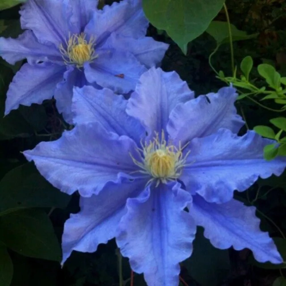 25 Blue Clematis Bloom Climbing Flowers Flower Bloom Perennial Seeds | www.seedsplantworld.com