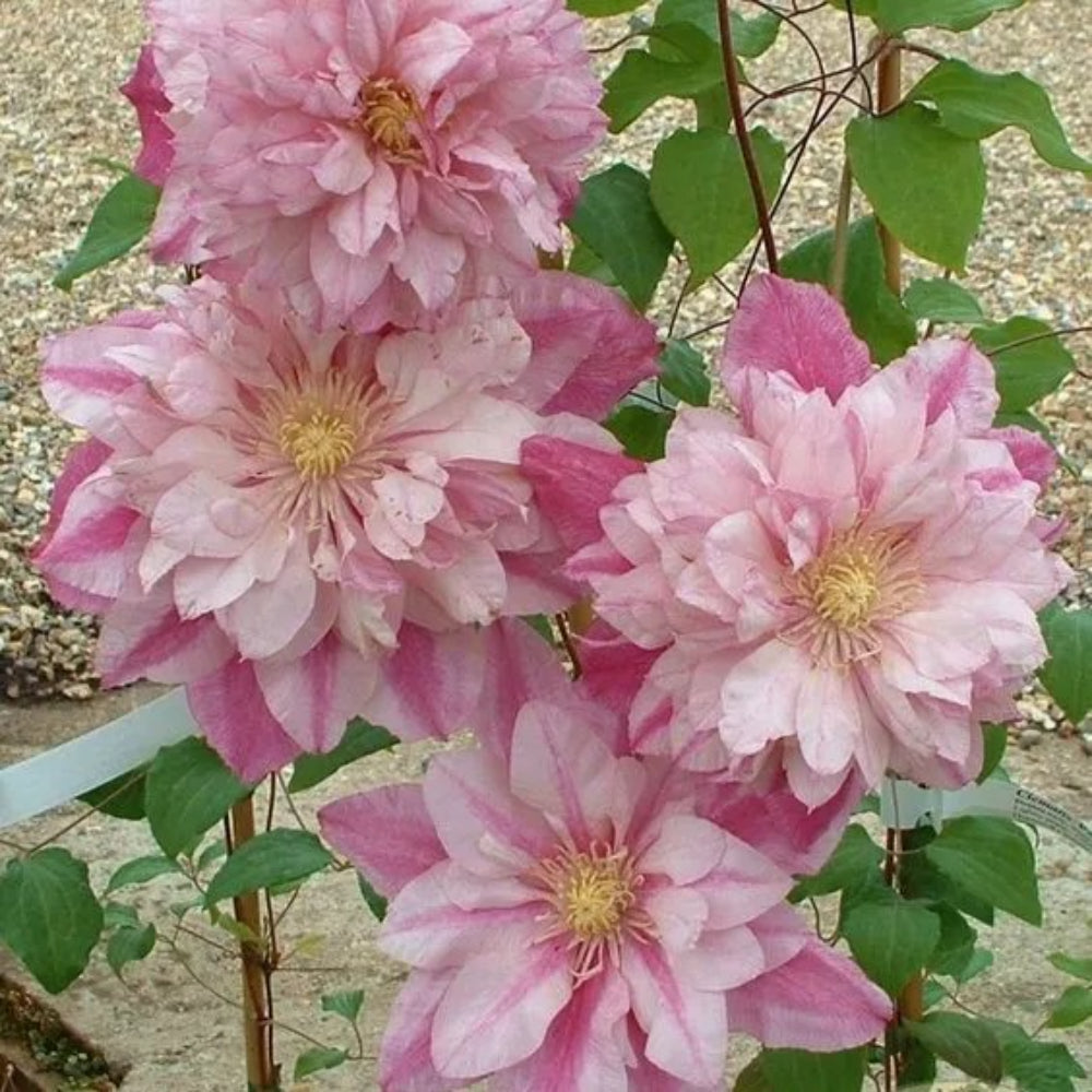 25 Double Light Pink Clematis Bloom Climbing Plumeria Perennial Seeds | www.seedsplantworld.com