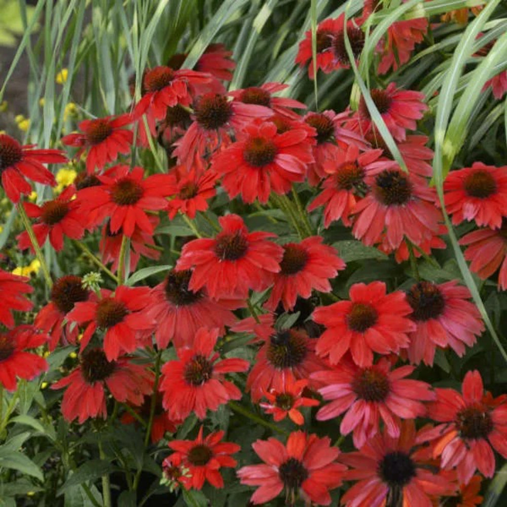 50 Bright Red Coneflower Echinacea Flowers Perennial Seeds | www.seedsplantworld.com