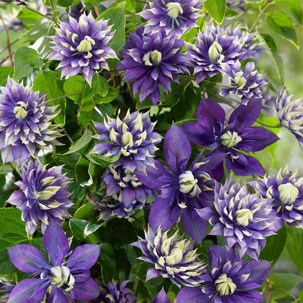 25 Double Dark Purple Clematis Flower Flowers Perennial Seeds | www.seedsplantworld.com