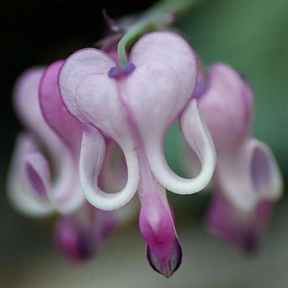 25 Purple White Bleeding Heart Flowers Flower Perennial Seeds | www.seedsplantworld.com