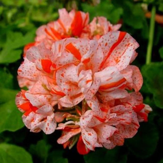 10 Orange White Geranium Flower Flowers Bloom Perennial Seeds | www.seedsplantworld.com