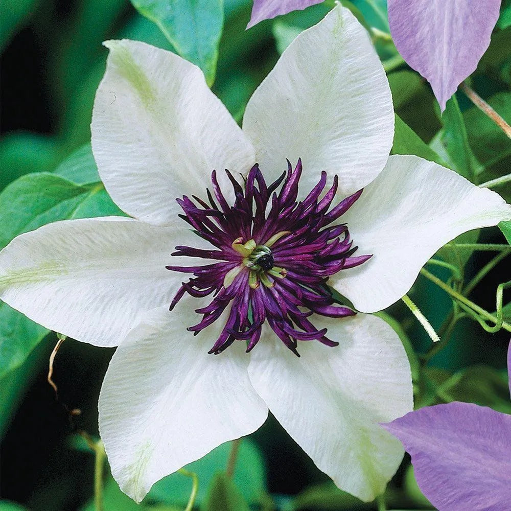 25 White Purple Clematis Flowers Bloom Flower Perennial Seeds | www.seedsplantworld.com