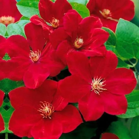 25 Bright Red Clematis Flowers Bloom Flower Perennial Seeds | www.seedsplantworld.com