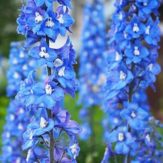 50 Blue Bird Delphinium Garden Flower Bloom Flowers Perennial Seeds | www.seedsplantworld.com