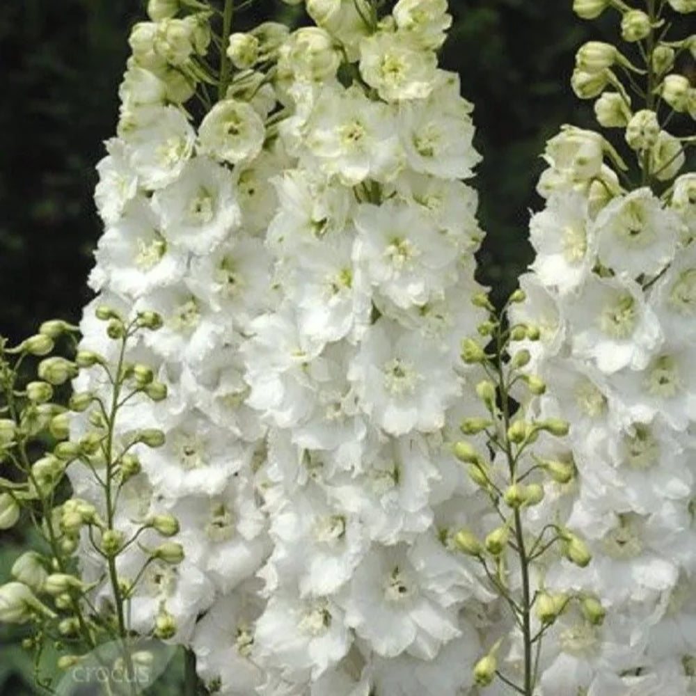 50 White Delphinium Garden Flower Flowres Bloom Sun Perennial Seeds | www.seedsplantworld.com