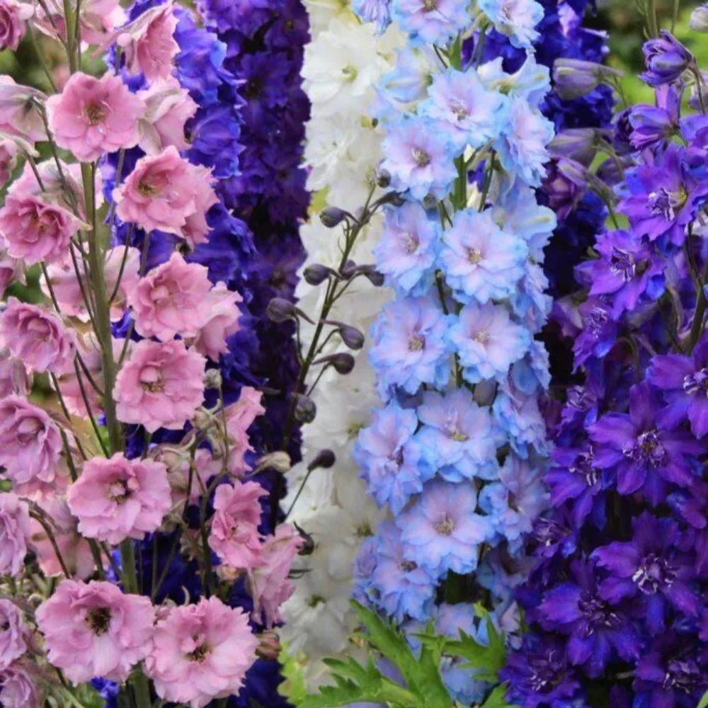 50 Doubles Mix Delphinium Mix Flowers Flower Perennial Seeds | www.seedsplantworld.com