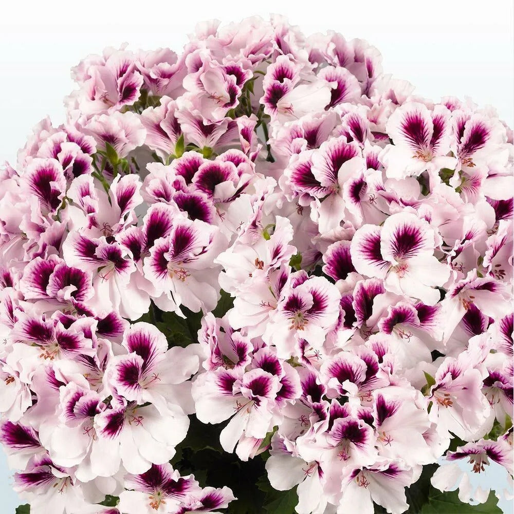 10 White Purple Geranium Flower Flowers Bloom Perennial Seeds | www.seedsplantworld.com