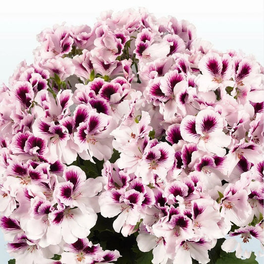 10 White Purple Geranium Flower Flowers Bloom Perennial Seeds | www.seedsplantworld.com