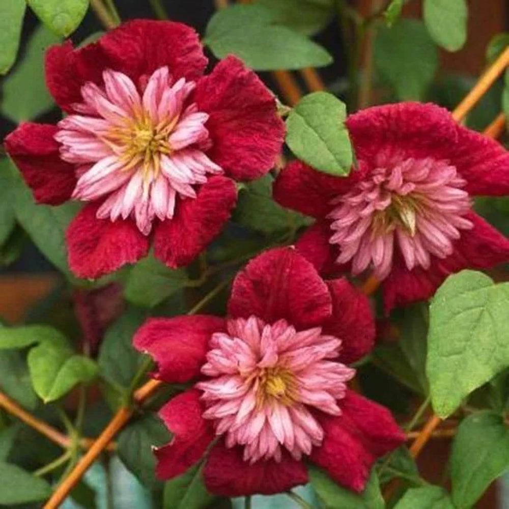 25 Double Red Clematis Large Bloom Climbing Garden Flower Perennial Seeds | www.seedsplantworld.com