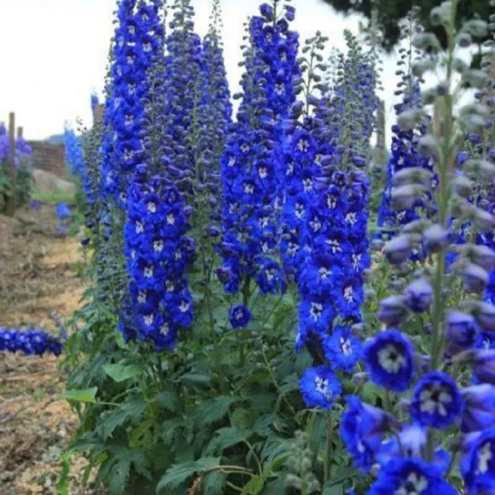 50 Bright Blue Delphinium Mix Flower Flowers Perennial Seeds | www.seedsplantworld.com