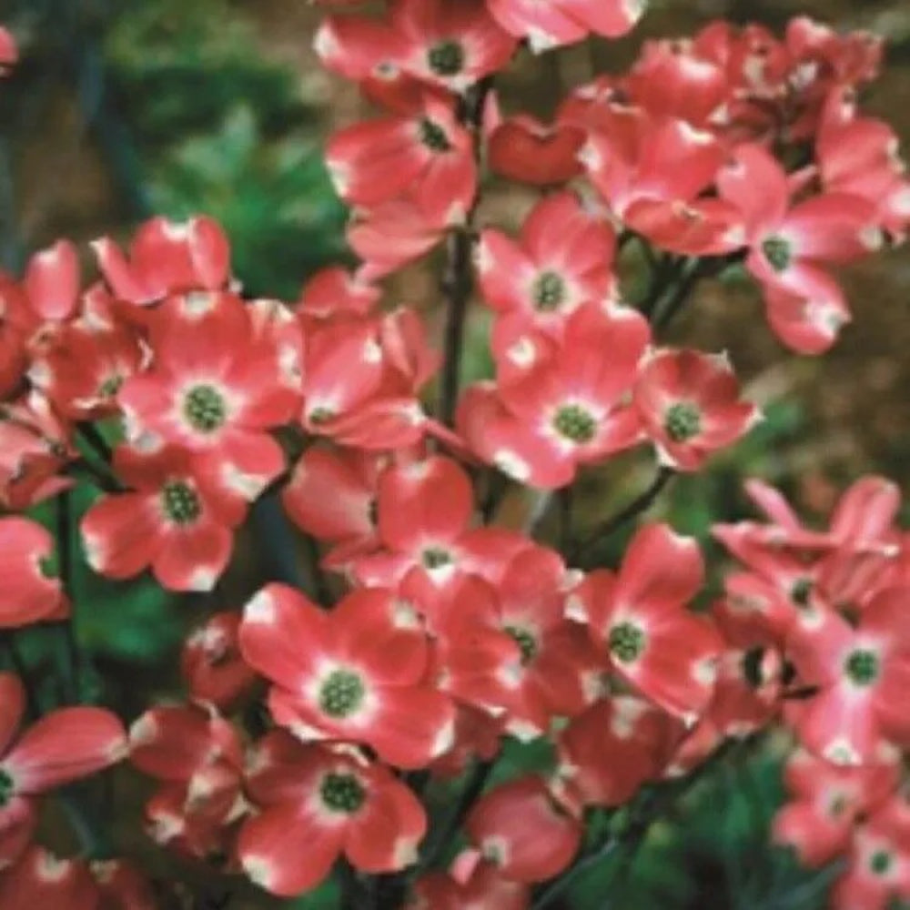 5 Red Pygmy Dogwood Tree Flowering Hardy Fall Color Flower Flowering Perennial Seeds | www.seedsplantworld.com