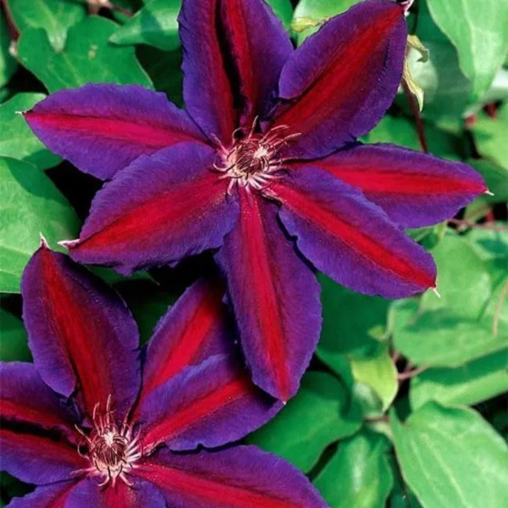 25 Purple Red Clematis Large Bloom Climbing Garden Flower Perennial Seeds | www.seedsplantworld.com