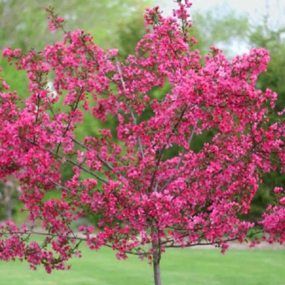 5 Dwarf Pink Dogwood Tree Cornus Florida Fubra Flowering Hardy Fall Seeds | www.seedsplantworld.com