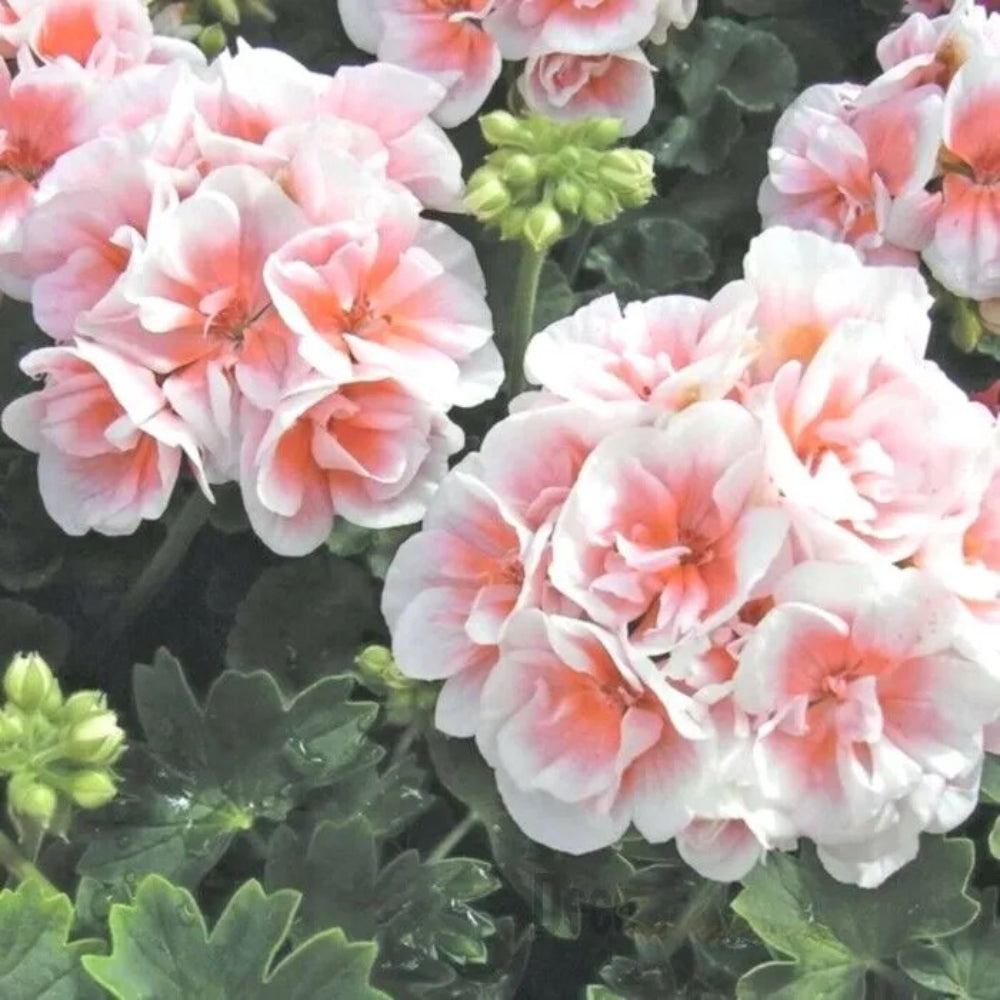 10 Pink White Geranium Hanging Basket Flowers Flower Perennial Seeds | www.seedsplantworld.com