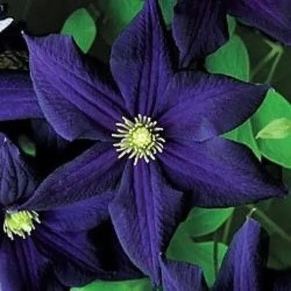 25 Dark Purple Clematis Bloom Flowers Flower Perennial Seeds | www.seedsplantworld.com