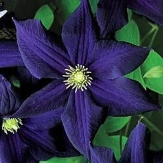 25 Dark Purple Clematis Bloom Flowers Flower Perennial Seeds | www.seedsplantworld.com