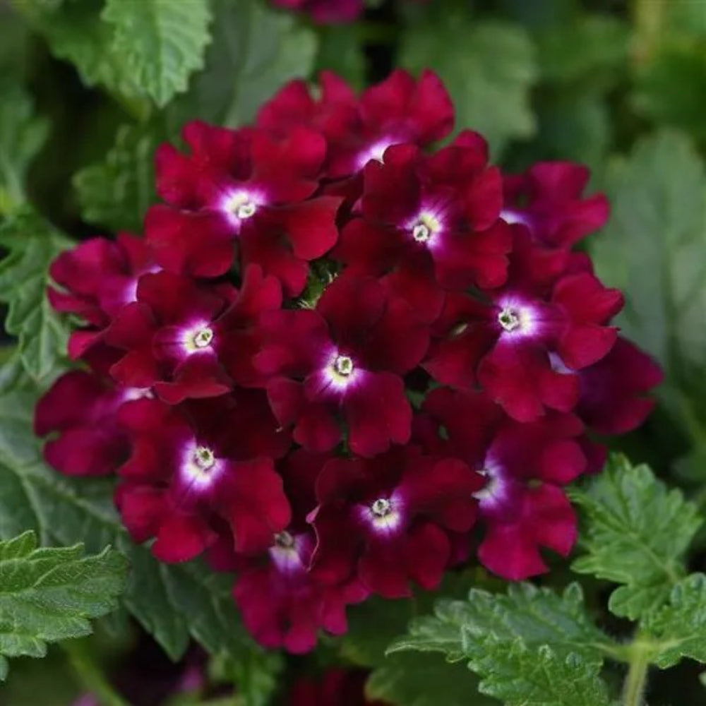 50 Magenta Verbena Flower Spring Flowering Blooms Perennial Seeds | www.seedsplantworld.com