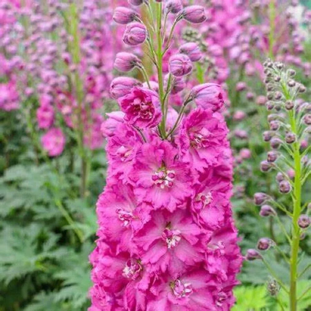 50 Blue Buccanee Delphinium Garden Flower Bloom Flowers Perennial Seeds | www.seedsplantworld.com