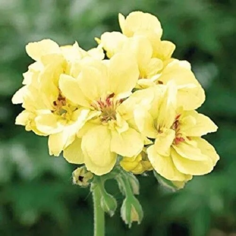 10 Yellow Geranium Flowers Bloom Flower Perennial Seeds | www.seedsplantworld.com