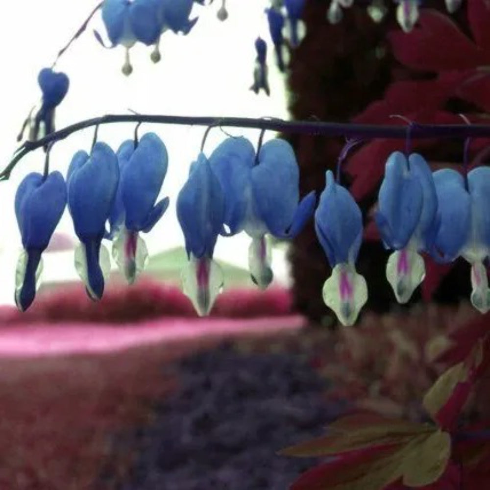 25 Sapharie Blue Bleeding Heart Dicentra Spectabilis Shade Flower Perennial Seeds | www.seedsplantworld.com