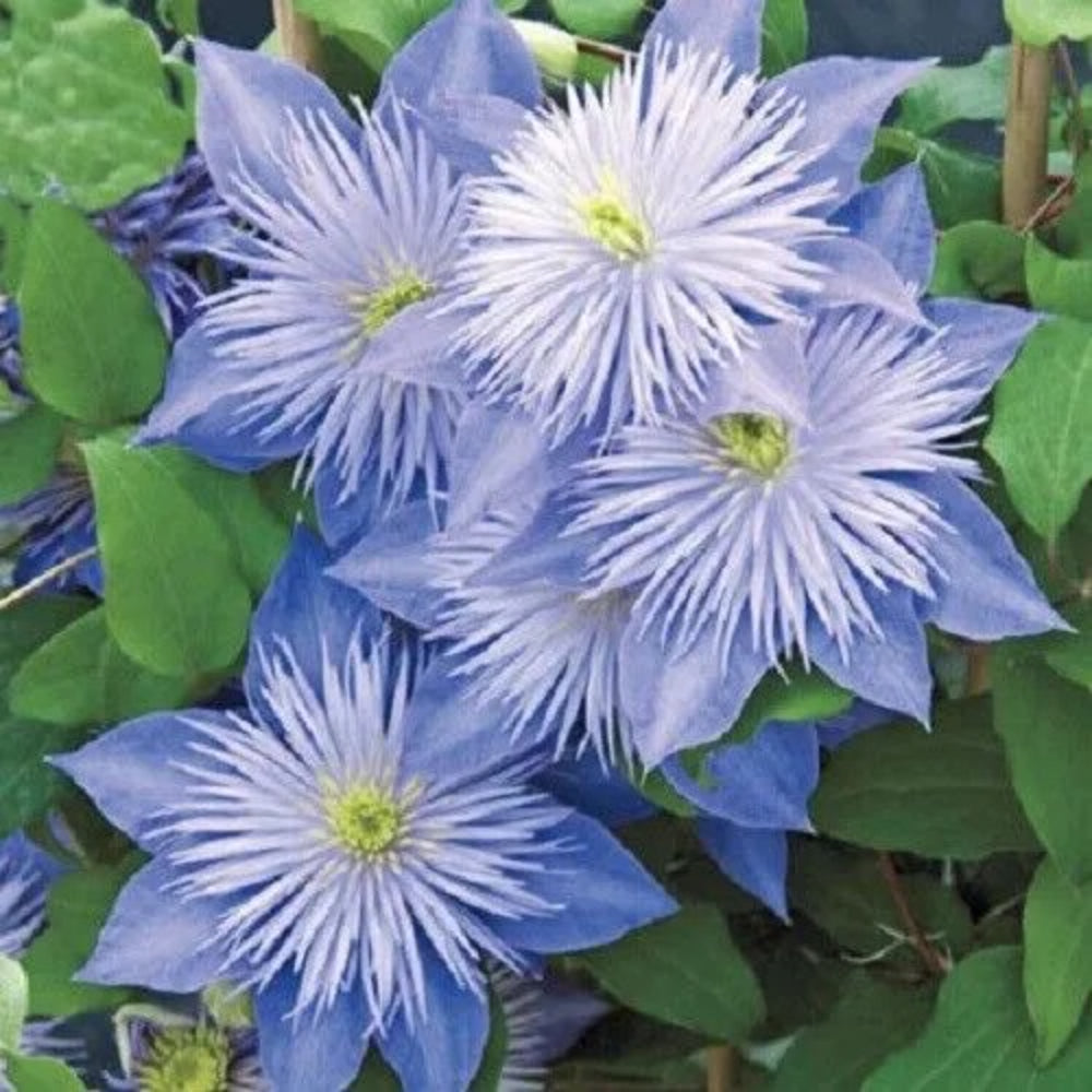 25 Light Blue Clematis Flowers Bloom Flower Perennial Seeds | www.seedsplantworld.com