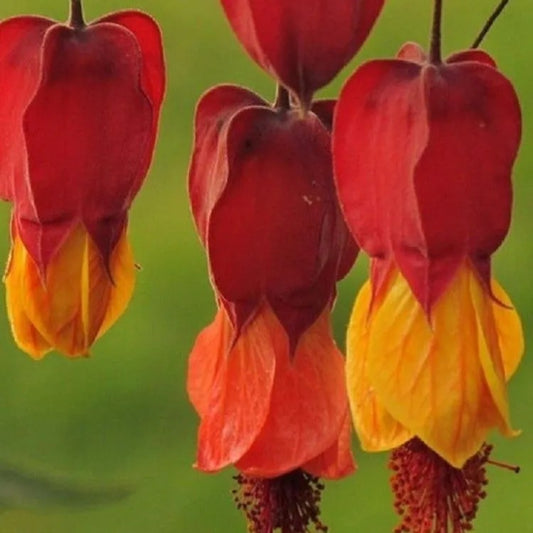 25 Red Orange Bleeding Heart Flowers Shade Flower Perennial Seeds | www.seedsplantworld.com