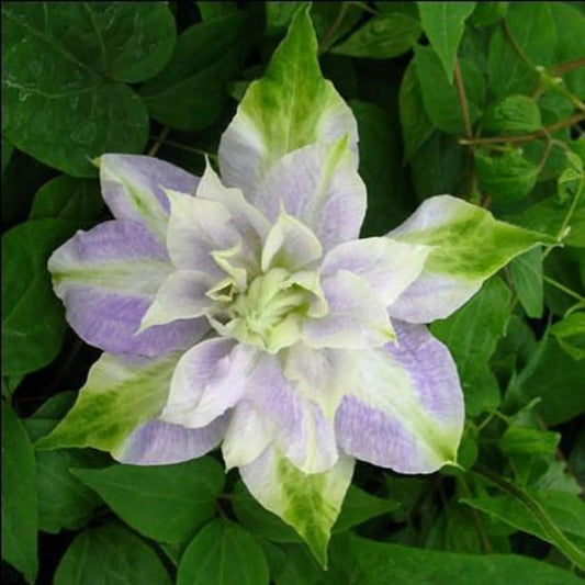 25 DBL Purple Green Clematis Flowers Flower Perennial Seeds | www.seedsplantworld.com