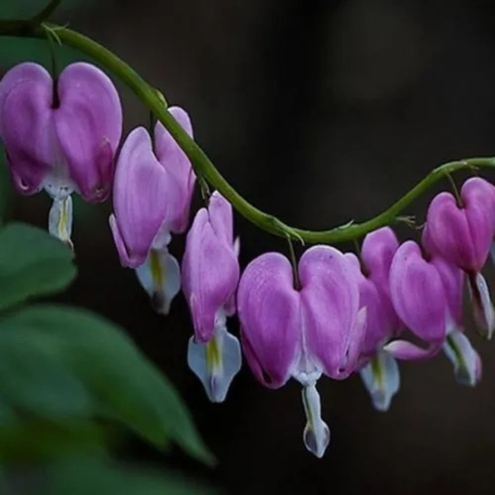 25 Red Bleeding Heart Flowers Bloom Shade Flower Garden Perennial Seeds | www.seedsplantworld.com