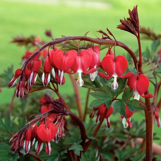 25 Purple Bleeding Heart Shade Plant Flowers Flower Perennial Seeds | www.seedsplantworld.com