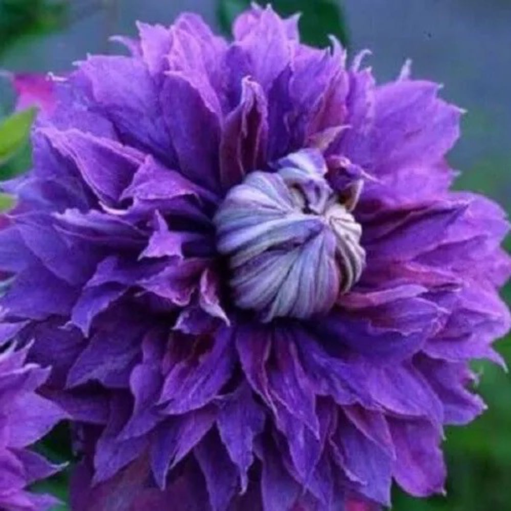 25 Double Purple Clematis Flowers Flower Perennial Seeds | www.seedsplantworld.com