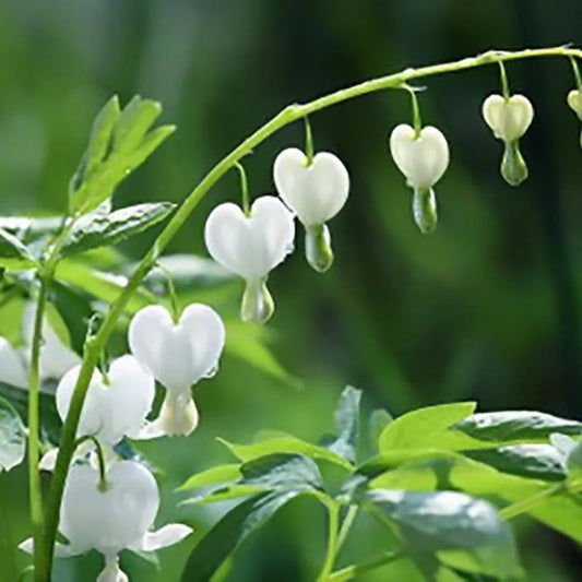 25 White Bleeding Heart Dicentra Spectabilis Shade Flower Flowers Perennial Seeds | www.seedsplantworld.com