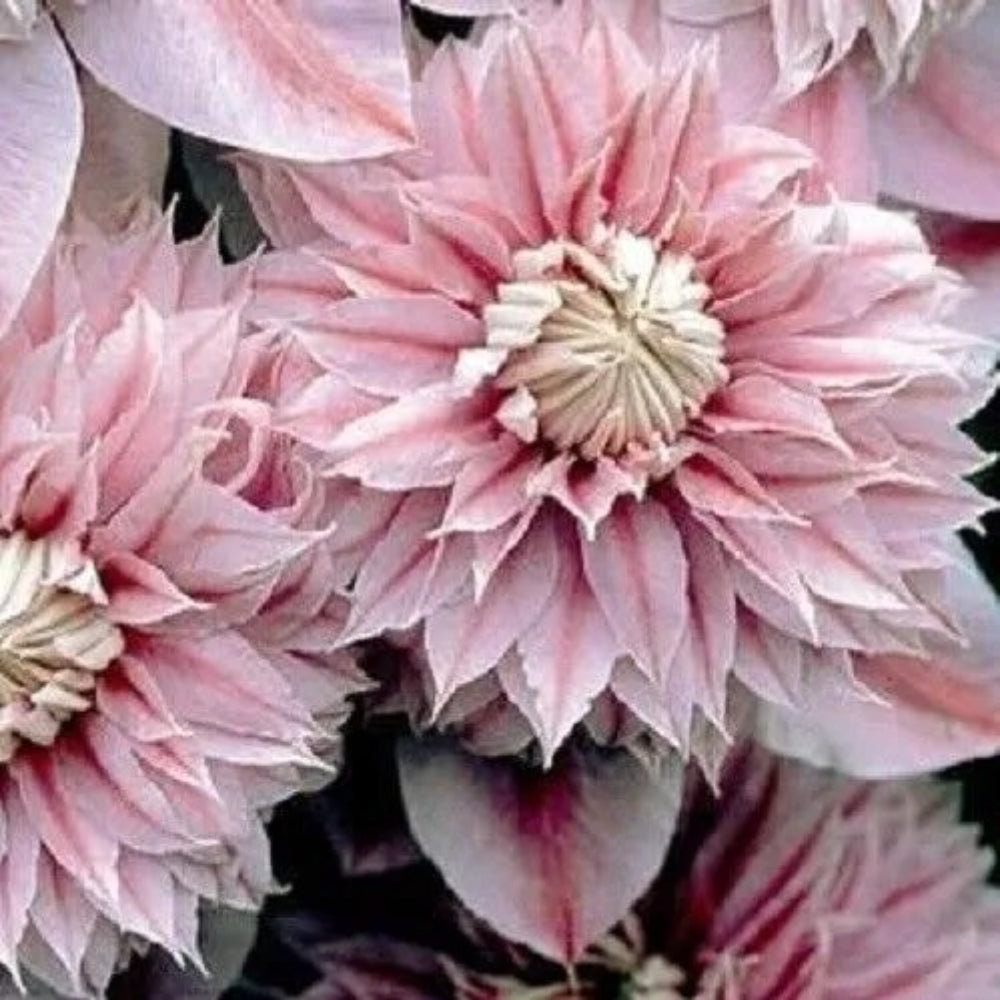 25 Double Light Pink Clematis Climbing Flower Perennial Seeds | www.seedsplantworld.com