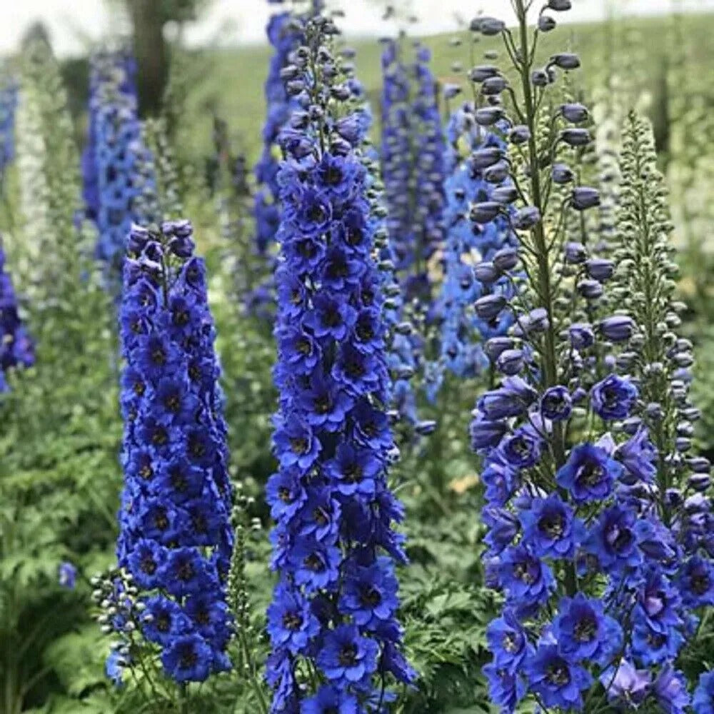 50 Bright Pink Delphinium Garden Flower Bloom Flowers Perennial Seeds | www.seedsplantworld.com