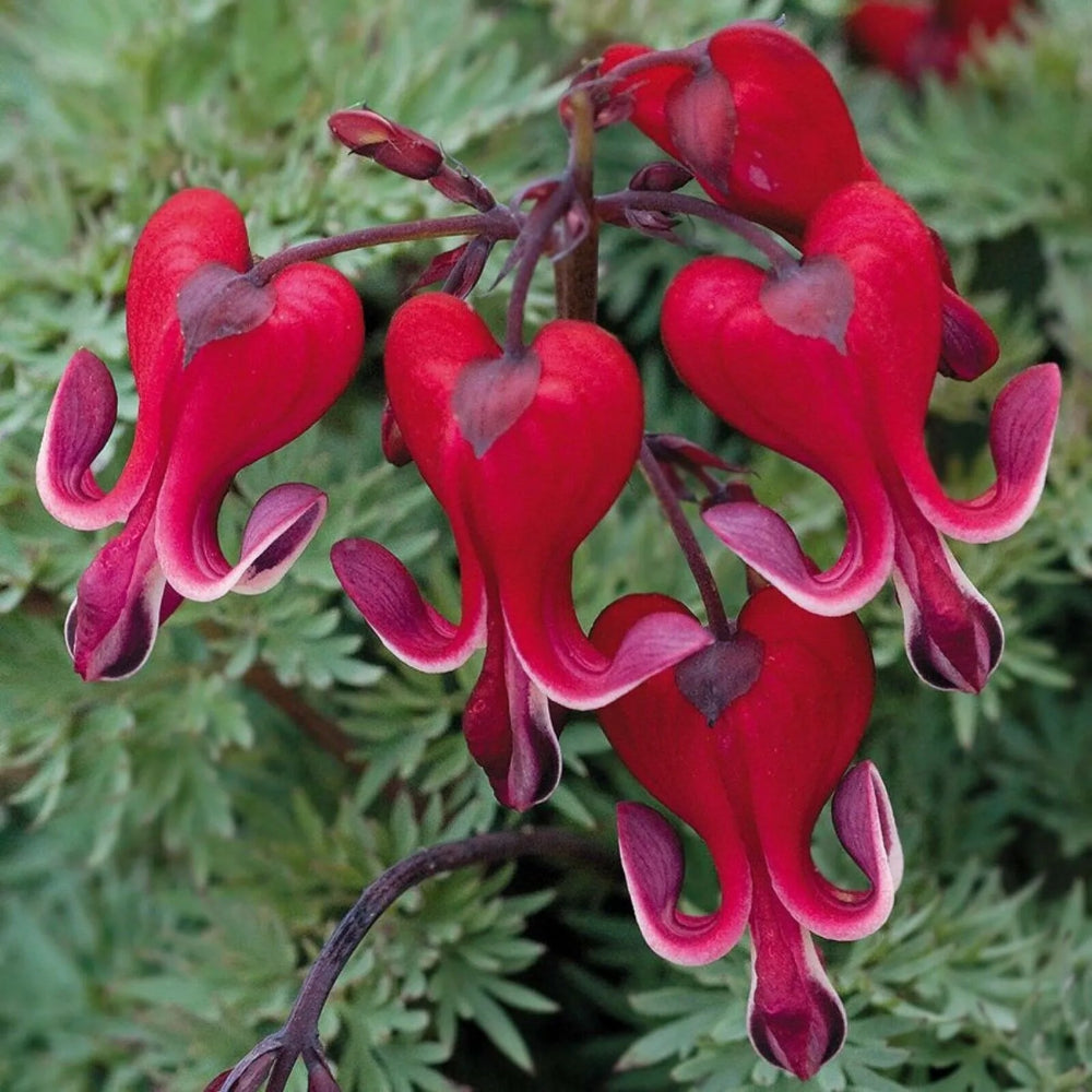 25 Bright Red Bleeding Heart Dicentra Spectabilis Shade Flower Garden Perennial Seeds | www.seedsplantworld.com